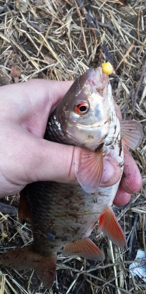 рыбалка с болонкой на реке ранней весной  00001.JPG